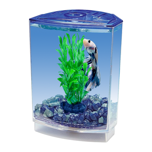 Betta fish starter tank