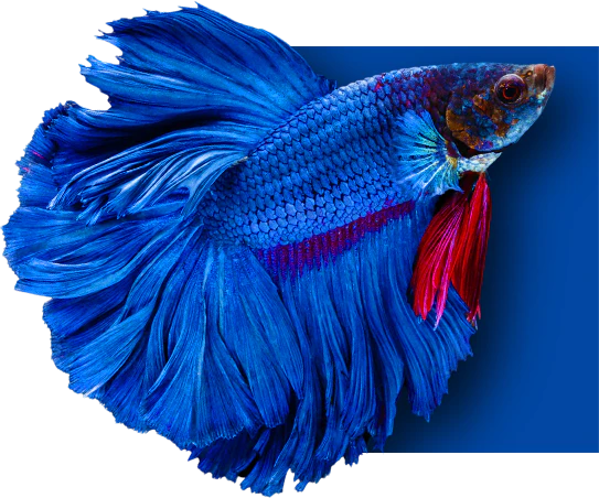 Blue betta fish