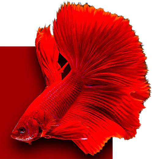 Red betta fish