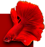 Red betta fish