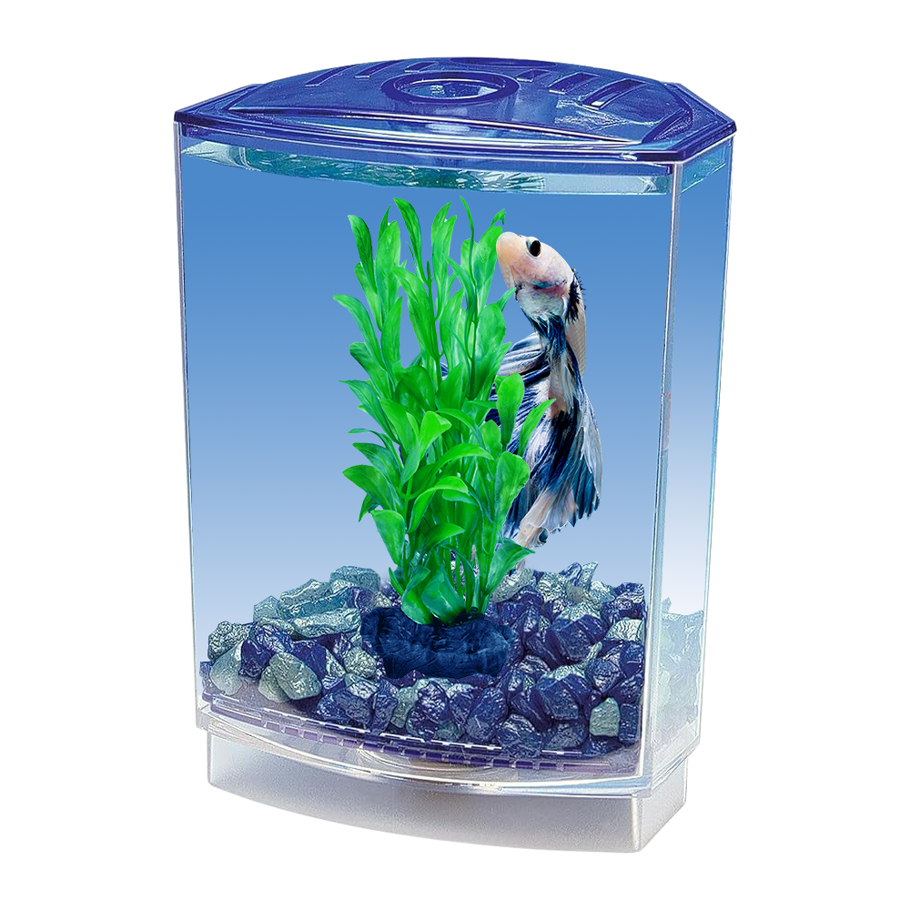 Betta fish starter tank