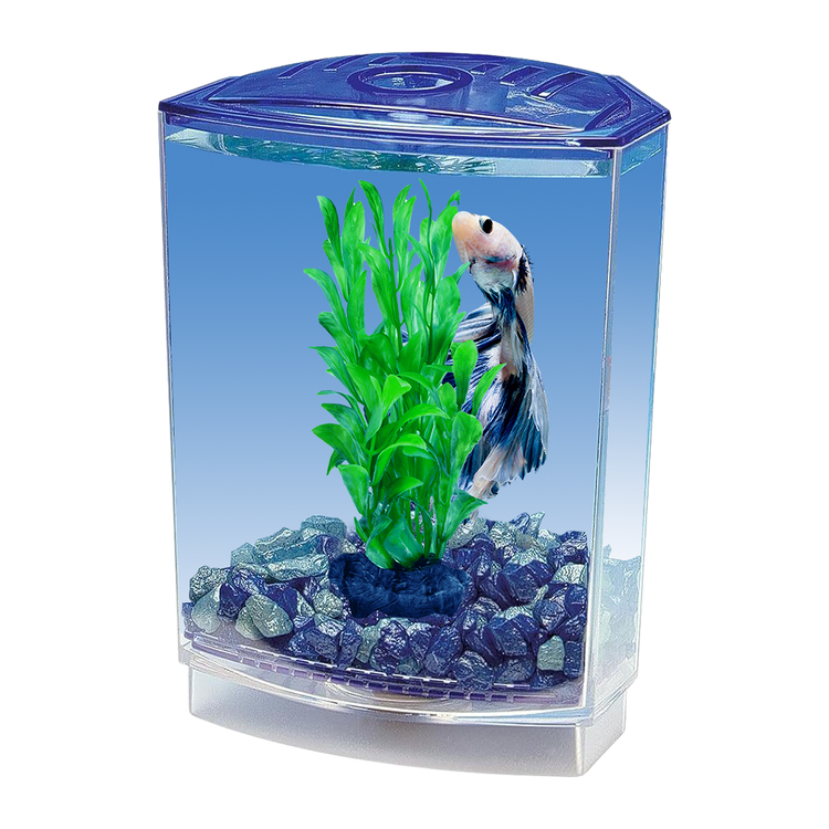 Betta fish starter tank