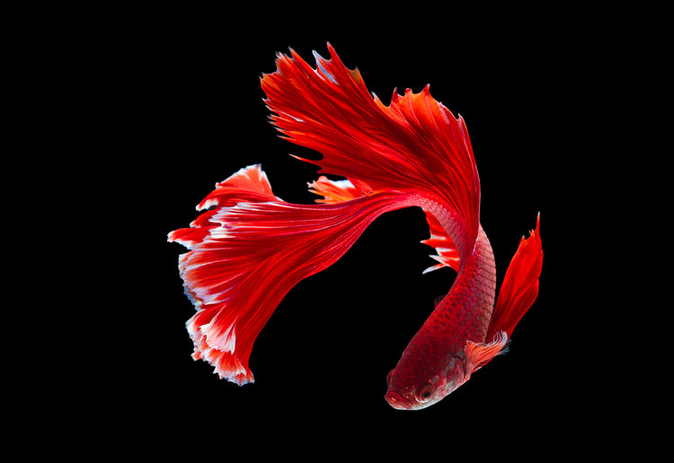 Red betta fish