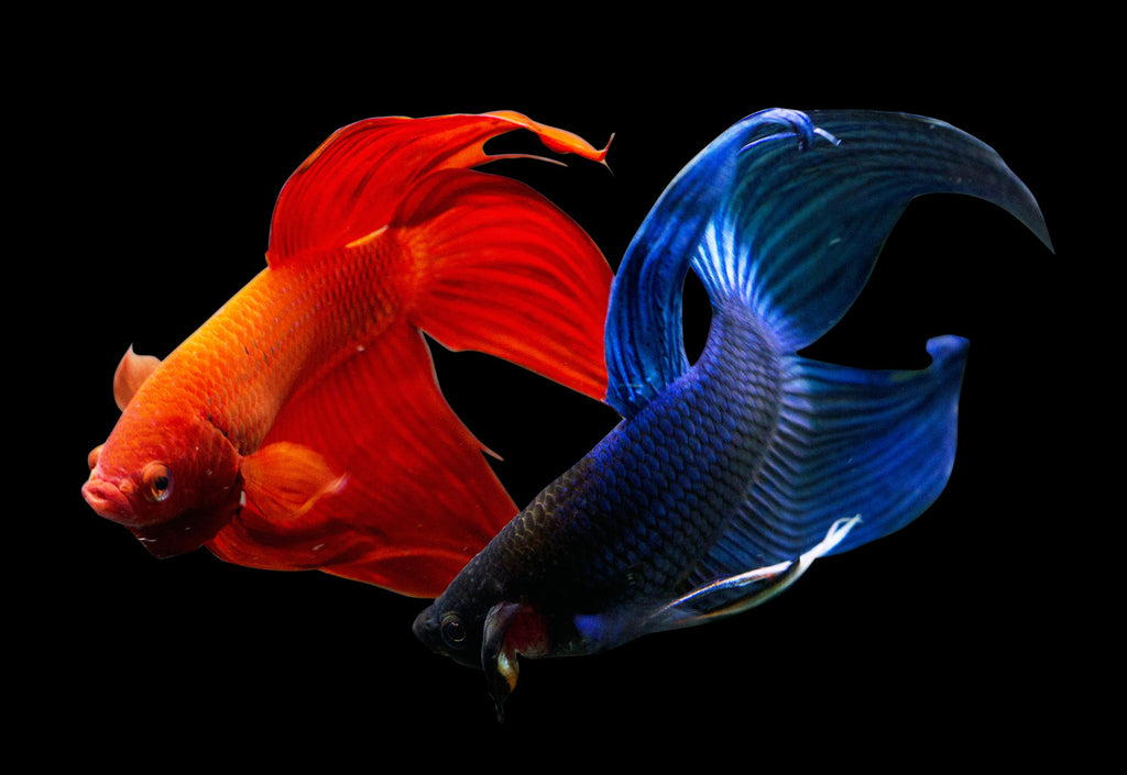Red and blue betta fish swimming