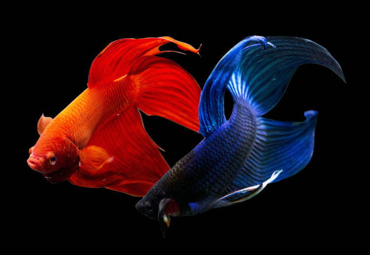 Red and blue betta fish swimming